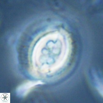 Toweius rigma 25337