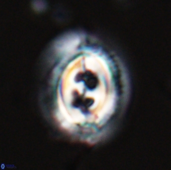Toweius rigma 25331