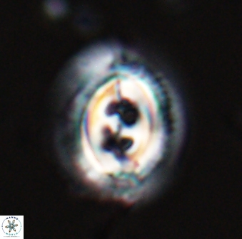 Toweius rigma 25331