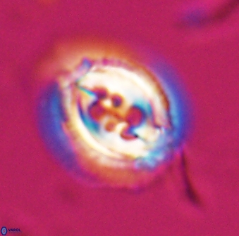 Toweius rigma 25332