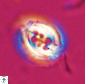 Toweius rigma 25332