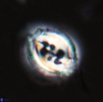 Toweius rigma 25333