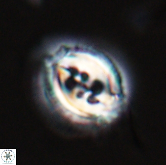 Toweius rigma 25333