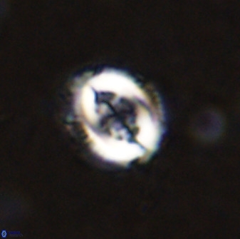 Toweius serotinus 50247