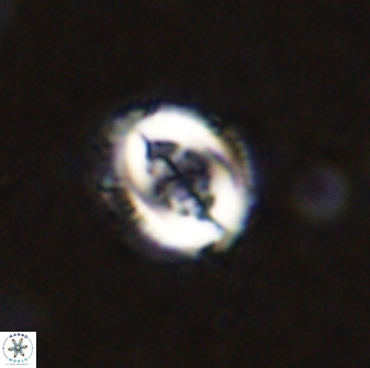 Toweius serotinus 50247