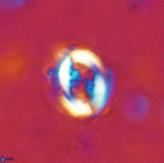 Toweius serotinus 50249