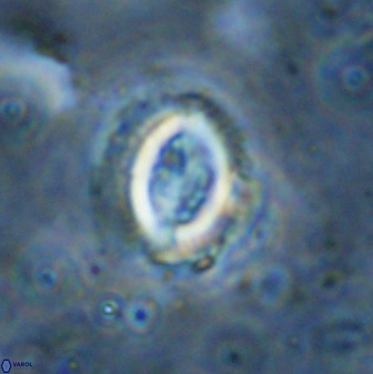 Toweius serotinus 50256