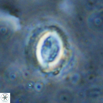 Toweius serotinus 50256