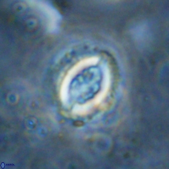 Toweius serotinus 50257