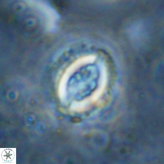 Toweius serotinus 50257