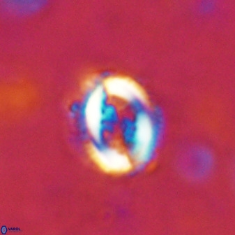 Toweius serotinus 50260