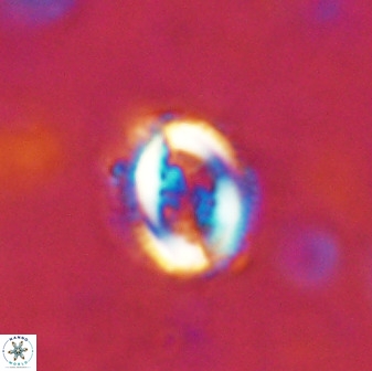 Toweius serotinus 50260