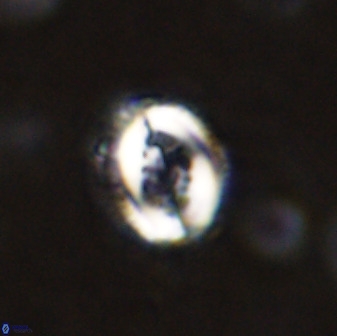 Toweius serotinus 50261