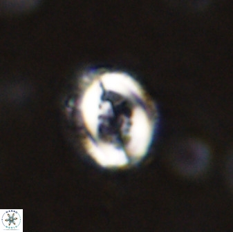 Toweius serotinus 50261