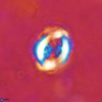 Toweius serotinus 50262
