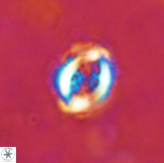 Toweius serotinus 50262