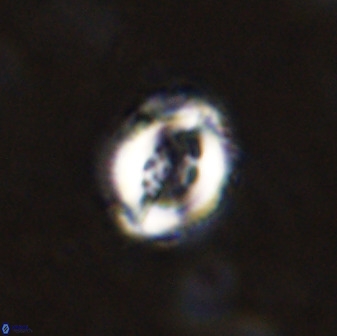 Toweius serotinus 50263