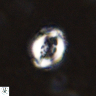Toweius serotinus 50263