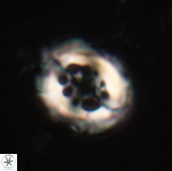 Toweius serotinus 20487