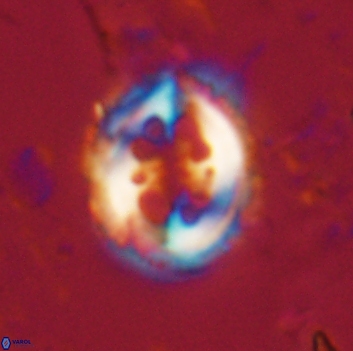 Toweius serotinus 20490