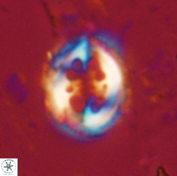 Toweius serotinus 20490
