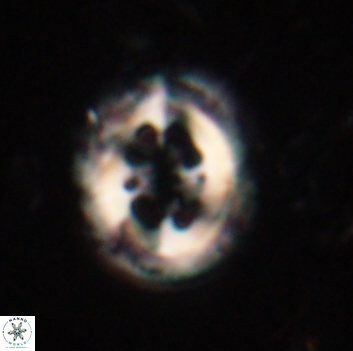 Toweius serotinus 20491