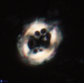 Toweius serotinus 20493
