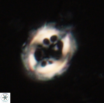 Toweius serotinus 20493