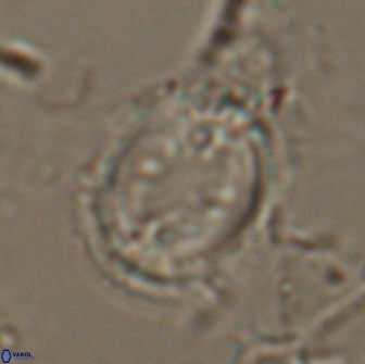 Toweius serotinus 20495