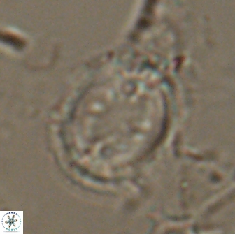 Toweius serotinus 20495