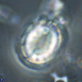 Toweius serotinus 20496