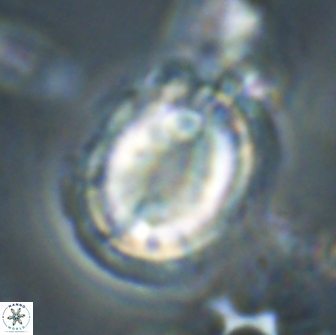 Toweius serotinus 20496
