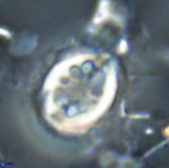 Toweius serotinus 20497