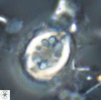 Toweius serotinus 20497