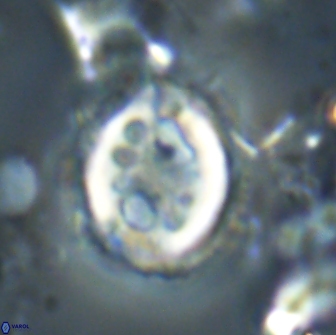 Toweius serotinus 20498