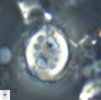 Toweius serotinus 20498