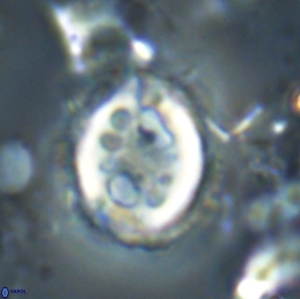 Toweius serotinus 20499