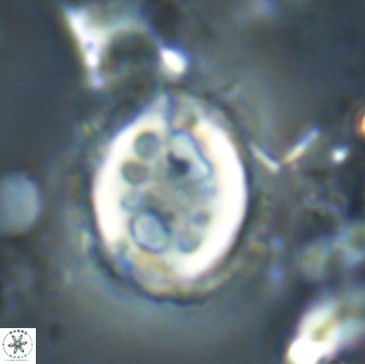 Toweius serotinus 20499