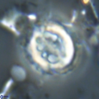 Toweius serotinus 20500