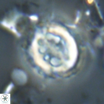 Toweius serotinus 20500
