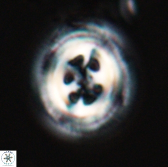Toweius tovae 24825