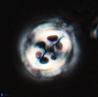 Toweius tovae 24827