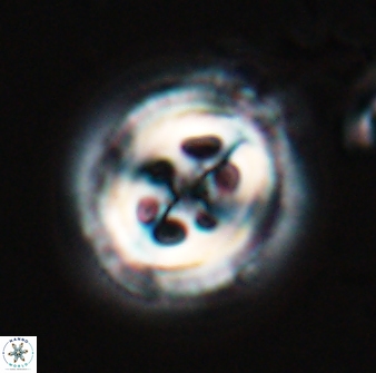 Toweius tovae 24827