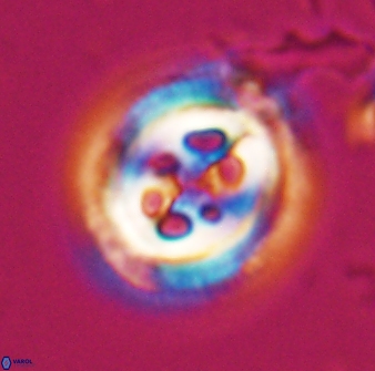 Toweius tovae 24828