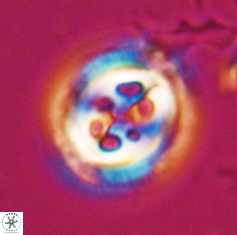 Toweius tovae 24828