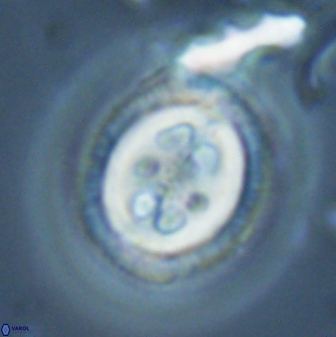 Toweius tovae 24834