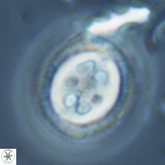 Toweius tovae 24834