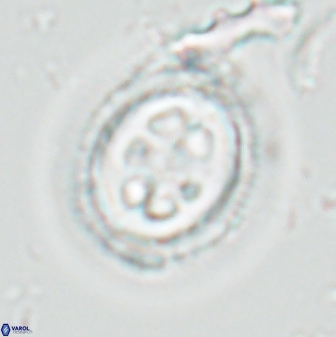 Toweius tovae 24831