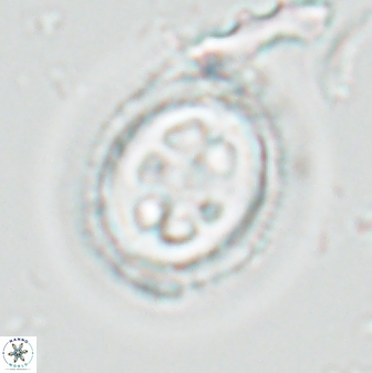 Toweius tovae 24831
