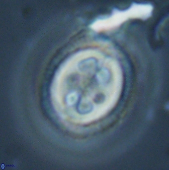Toweius tovae 24833